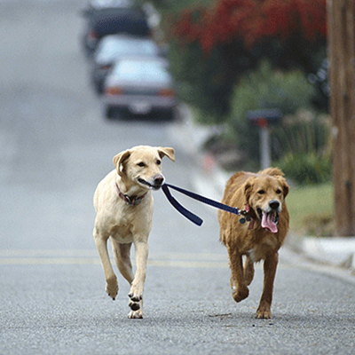 2 dogs 1 leash